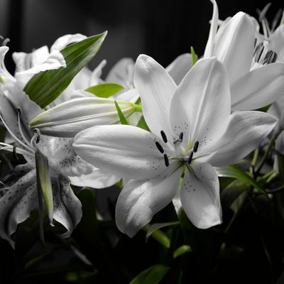 Some white flowers